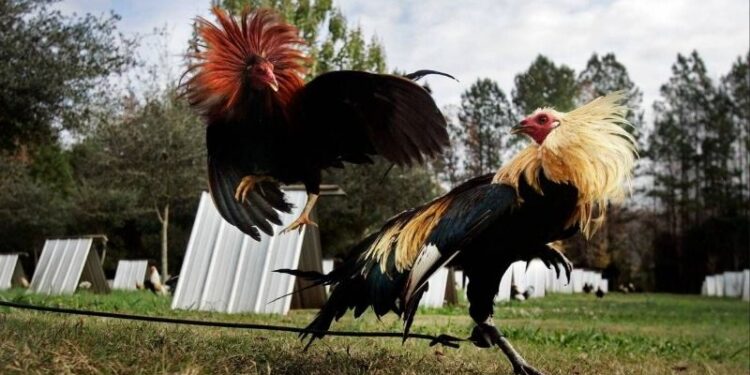 Đá Gà Cam 67: Văn Hóa và Công Nghệ Trong Thú Vui Cá Cược