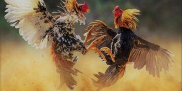 Trực tiếp đá gà cựa dao – Xem trận đấu hấp dẫn từng phút